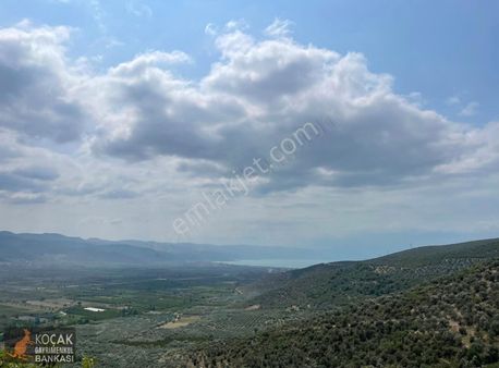 İznik Dereköy De Göl Manzaralı 16950 M2 Satılık Zeytin Bahçesi