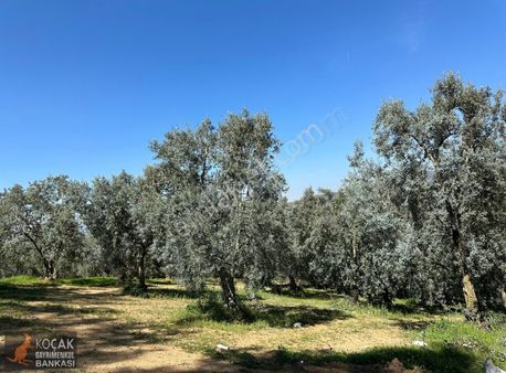 Çiçekli Mahallesi Köy Yanı İmara Yakın 1395 M2 Satılık Zeytinlik