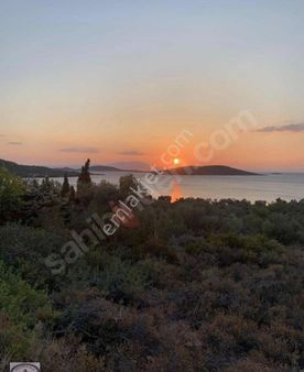 Ayvalık Cunda Denize Yakın Dalyan Mevki Zeytinlik