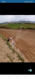 Salihli Akören Mevkiinde 11585m2 Satılık Zeytinlik İçinde 450adet 2 Yaşında Zeytin Ağacı Vardı