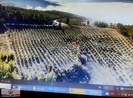 Erkuş Gyo Dan Kale-künar Mahallesinde Satılık Zeytinlik