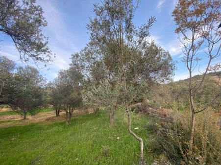 Ayvacık Arıklı Köyünde Zeytinlik