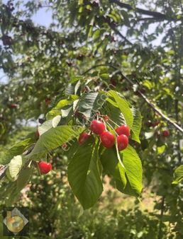 Fethıye Nıfte 1021 M2 Müstakil Tapulu Yetişkin Ağaçlı