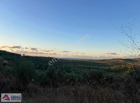 Mudanya Tirilye Talatbey Yolu Olan Satılık Zeytinlik