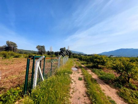 İzmir Seferihisar Ürkmez De Acil Satılık 9 Dönüm Mandalina Bahçesi