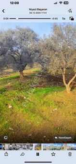 Pek Emlaktan Ayakkıkırında2150m2 Köye Çokyakın Satılık Zeytinlik