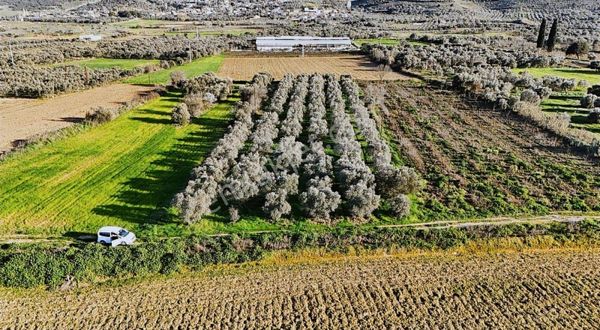 Pek Emlaktan Tire Yenioba Da 4400 M2 Muazzam Bir Zeytinlik