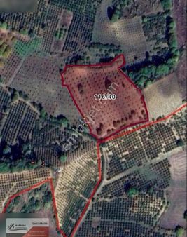 İnegöl Dipsizgölde 14 Dönüm Kupon Ceviz Bahçesi