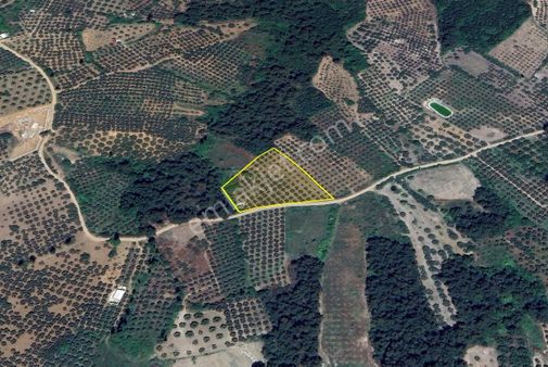 Mudanya Çepni Mahallesi 5.992 M2 Satılık Zeytinlik