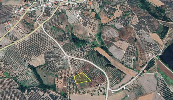 Mudanya Çınarlı Mahallesi 2.748 M2 Satılık Zeytinlik
