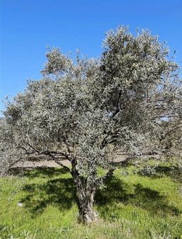 Bahadır Mah. Bakılmlı Zeytinlik Acil Satılıktır