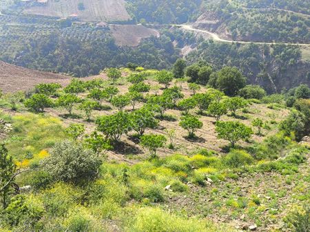 Alaşehir Uluderbent Mah Satılık Sarılop İncirlik