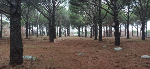 Kozak Yaylasında Tarımsal İmarlı 7 Dönüm Çamlık