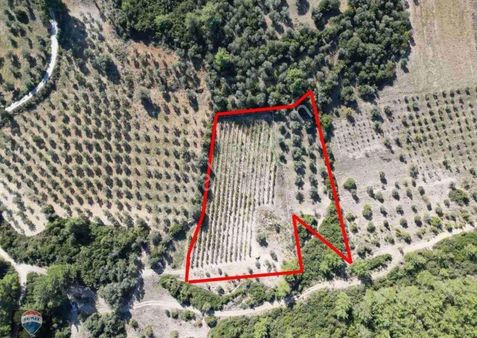 Kuşadası Kirazlıda Satılık Tek Tapu Üzüm Bağı Ve Zeytinlik