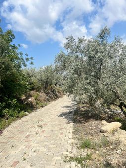 Şirince Yolunda 12.582m2 Satılık Zeytinlik