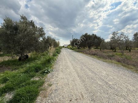 Akhisar Süleymanlı'da Asfalta Sıfır Tek Tapu 7740 M2 Trilya Zeytinlik