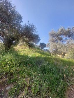 Satılık Aydın Atça Da 3.363 M2 İçinde 50 Adet Ağac Bulunan