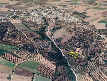 Karacabey Danişment Mahallesinde 1.250 M2 Satılık Zeytinlik