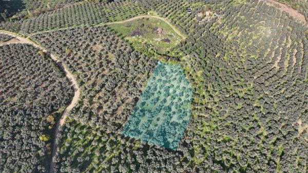 Kumla Konak Emlak'tan Satılık Zeytinlik