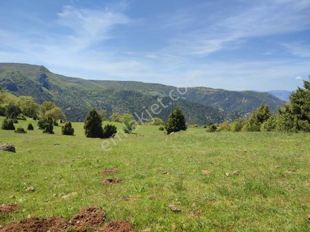 Bilecik İnhisar Da Satılık 3750 M2 Tarla