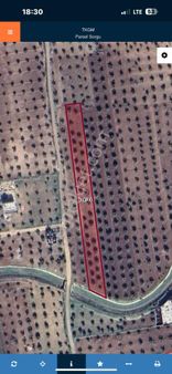 Özgüroğlu Emlak,tan Satılık Zeytinlik