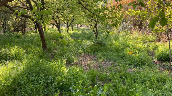 Satlık Bahçe Yalım Zınnarda 1 Dönüm