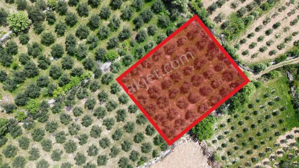 Çamoba Mahallesi Satılık 2000m2 60 Ağaçlı Zeytinlik