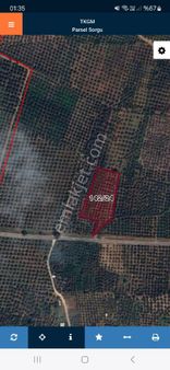 Bursa Orhangazi Heceler Mahallesi Satılık Zeytinlik