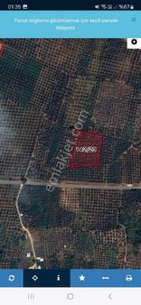 Bursa Orhangazi Heceler Mahallesi Satılık Zeytinlik