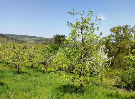 Kestel Aksu Köyünde Satılık Armut Bahçesi