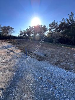 Turpa Hakyol'dan Satılık 11 Adet Yan Yana Herbiri 300 M2 Kooperatif Noter Satış Bağ Bahce Zeytinlik