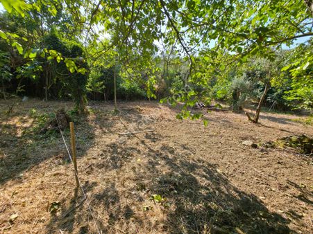 C21 Cius Adliye 2836 M2 Satılık Cevizlik