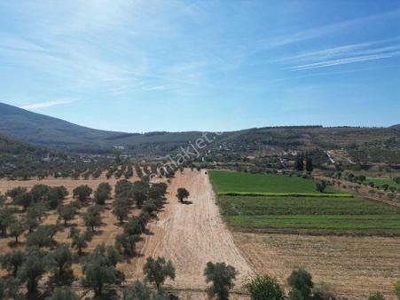 Milas Gökceler'de Satılık Tarla