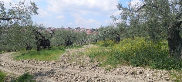 Akhisar Zeytinliova.da Satılık 8.000 M2 Domat Uslu Zeytinlik 2.200.000 Tl