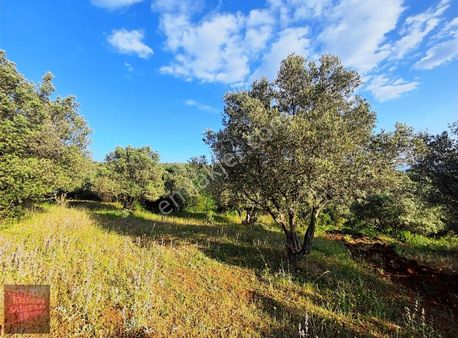 Karacabey Doğla'da 590m2 Satılık Zeytinlik