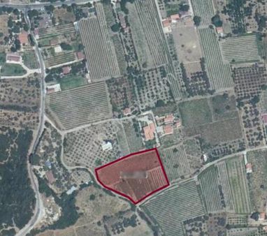 Kuşadası Kirazlı'da İncir Bahçesi