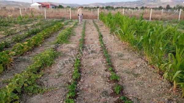 Güvenay - Çorum Cemilbey Yolu Üzeri Ovasarayda Satılık Hobi Bahçesi