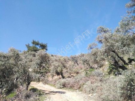 Ege'nin Bereketiyle Buluşun: 150 Ağaçlı Zeytinlik