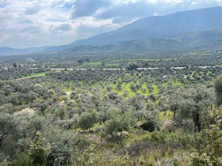 Ege'nin Bereketiyle Buluşun: 150 Ağaçlı Zeytinlik