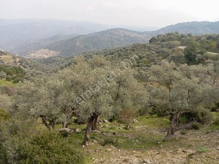 Startkey Platin'den Söke Arslanyaylası Mevkiinde Satılık Zeytinlik