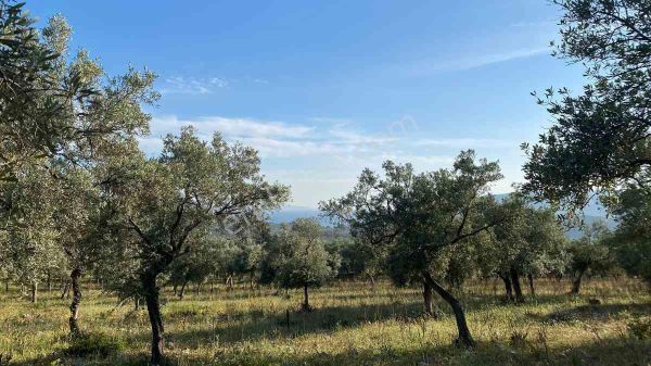 Muğla Mılas Gürçamlar Mahallesınde Satılık Zeytınlık