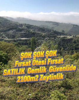 Bursa Gemlik Güvenlide Şok Acil Satılık 2100m2 Zeytinli Tarla
