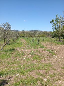 Elit Emlak'tan Bergama Üçtepede Yatırımlık Zeytinlik