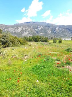 Antalya-kaş-yaylapalamut Mahallesinde 7656 M2 Satılık Tarla