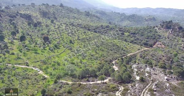 Muğla Milas Kurudere'de Eşsiz Manzaralı 8489m2 Zeytinlik