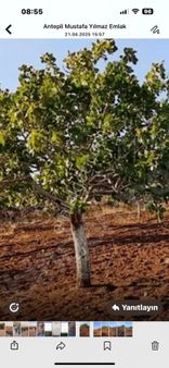 Özgüroğlu Emlak,tan Satılık Fıstık