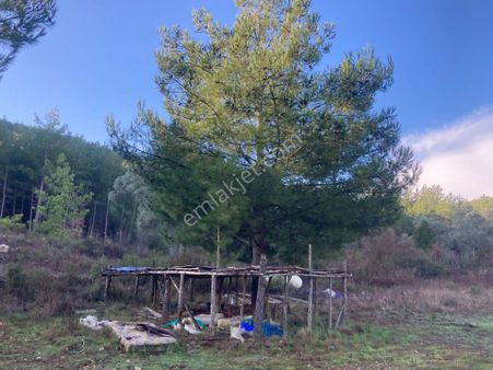 Milas Tuzabat’ta Geleceğe Değer Katan Yatırımlık Tarla