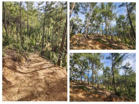 Ören Sahiline Yakın, Doğa İçinde, Yatırımlık 11.558 M² Tarla