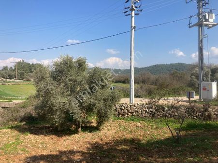 Kaçmaz! Ege'de, Bodrum'a Komşu 2.488 M² Zeytinlik