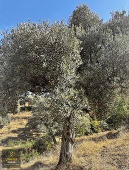 Yönter Emlaktan Tire Ayaklıkırıda Satılık Zeytinlik